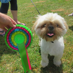 Novelty Dog Show